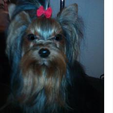 Yorkshire terrier Prs Medina Star Herstedsy