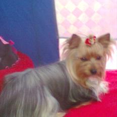 Yorkshire terrier NobleYork´s One More Time