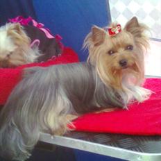 Yorkshire terrier NobleYork´s One More Time