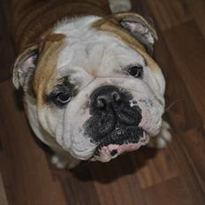 Engelsk bulldog Balto RIP 11/6-21