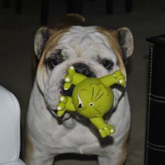 Engelsk bulldog Balto RIP 11/6-21