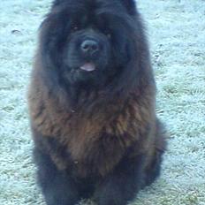 Chow chow Mandie