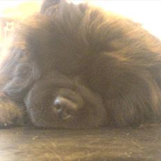Chow chow Mandie