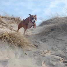 Staffordshire bull terrier Staff Royals  Get Lucky( Mika)