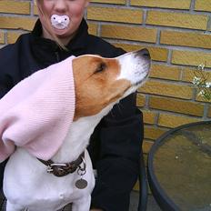 Dansk svensk gaardhund Max