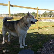 Alaskan malamute Nova
