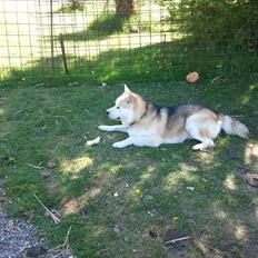 Alaskan malamute Nova