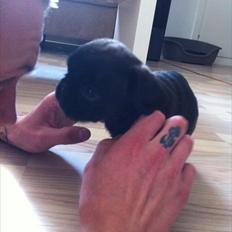 Blanding af racer Bodil Kjær