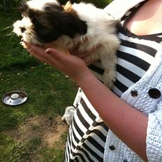 Blanding af racer Boomer - Luna 