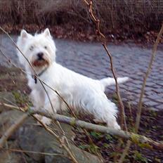 West highland white terrier Westpoint's Bacchus (Walther)