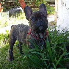 Fransk bulldog armarni