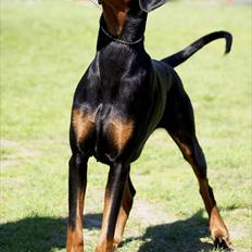 Dobermann Star Anakin's Space Traveller Laika