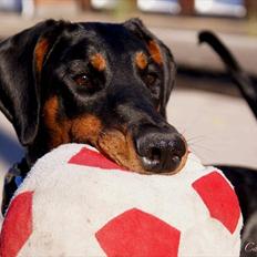 Dobermann Star Anakin's Space Traveller Laika