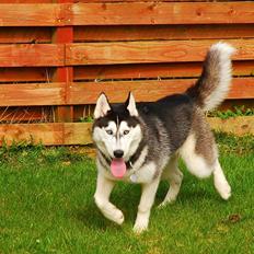 Siberian husky Velvet