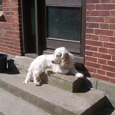 Cocker spaniel Lambert