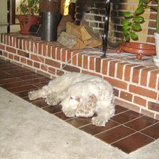 Cocker spaniel Lambert