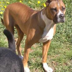 Blanding af racer Freja Godlike - Himmelhund -