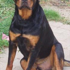 Rottweiler Leland de Sade-ness - Himmelhund