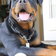 Rottweiler Barni