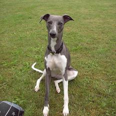 Whippet Shaman