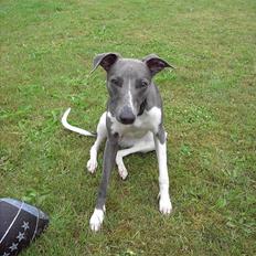 Whippet Shaman