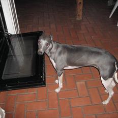 Whippet Shaman