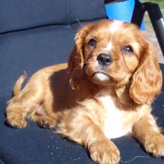 Cavalier king charles spaniel Sammy