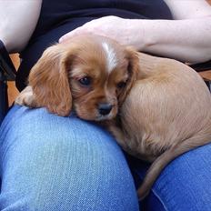 Cavalier king charles spaniel Sammy