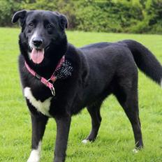 Blanding af racer Nala (Karelsk bjørnehund/Skt. Bernhard.