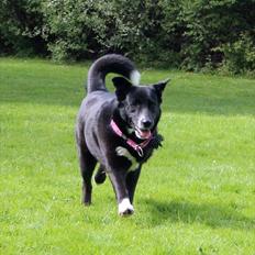 Blanding af racer Nala (Karelsk bjørnehund/Skt. Bernhard.