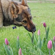 Schæferhund Ulvegraven's Fiona