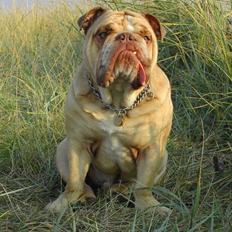 Engelsk bulldog Rudy aka Bassen
