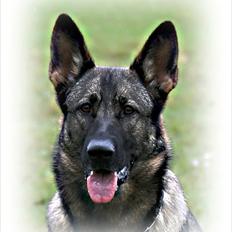 Schæferhund Abardi Astrid (sally)