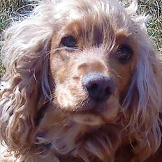 Cocker spaniel Nala (passer)