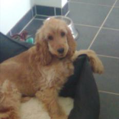Cocker spaniel Nala (passer)