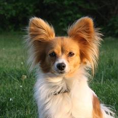 Papillon Emma