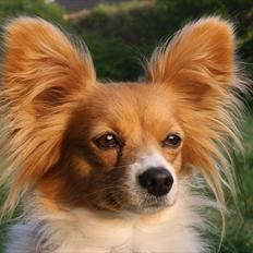 Papillon Emma