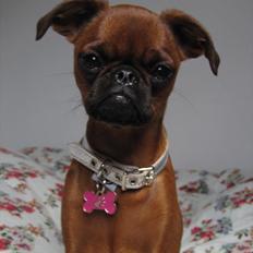 Griffon petit brabancon *~ Thea ~* R.I.P 