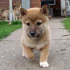 Shiba BamBam
