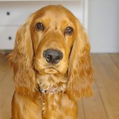 Cocker spaniel Balou