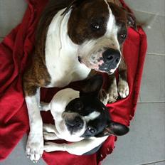 Fransk bulldog Bibbii