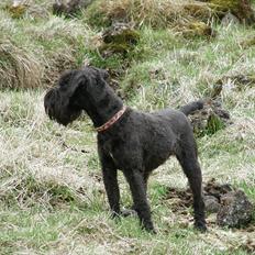 Dvaergschnauzer Ólafsvalla Lípurtá (Tinna)