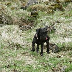 Dvaergschnauzer Ólafsvalla Lípurtá (Tinna)
