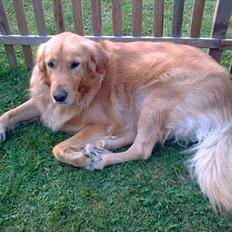 Blanding af racer Nico