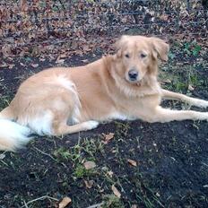 Blanding af racer Nico