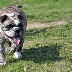 Engelsk bulldog Lollipop (Lolli)