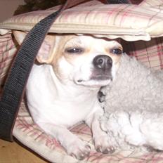 Chihuahua Fucchi