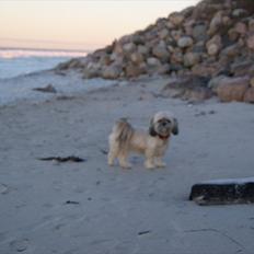 Lhasa apso BECCA,RIP juli 2011