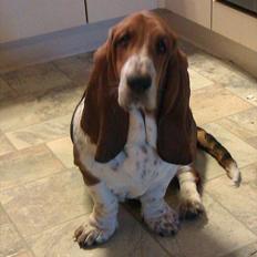 Basset hound Berta