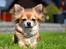 Chihuahua Tilde's Gurli ~Chica~ - Chica april 2011